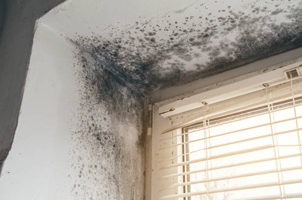 Affordable Mold Cleanup solutions in Algonquin, IL